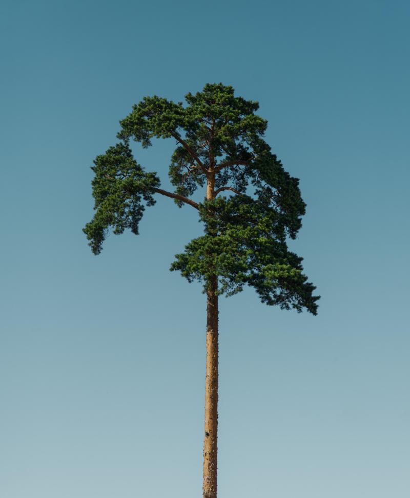一棵树