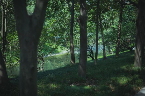 阳光切开的绿荫